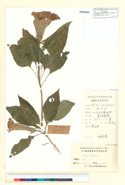 中文種名:雞冠花學名:Celosia cristata L.