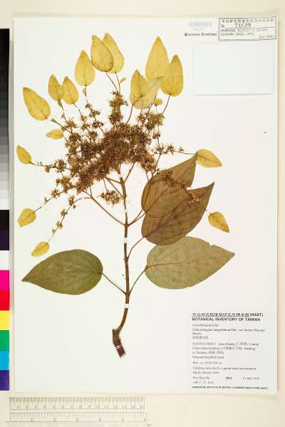 中文種名:圓葉鑽地風學名:Schizophragma integrifolium Oliv. var. fauriei (Hayata) Hayata