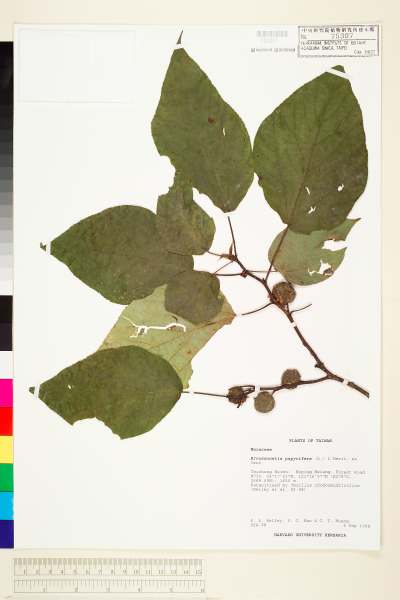 中文種名:構樹學名:Broussonetia papyrifera (L.) L Herit. ex Vent.