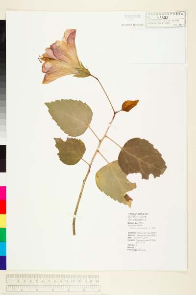 中文種名:重瓣朱槿(扶桑花)學名:Hibiscus rosa-sinensis L.