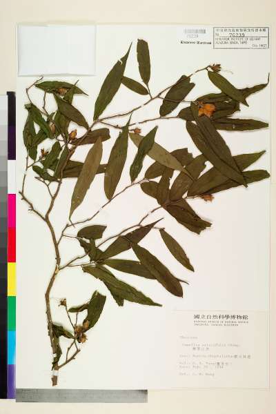 中文種名:柳葉山茶學名:Camellia salicifolia Champ.