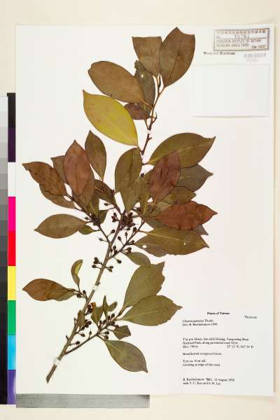 中文種名:紅淡比學名:Cleyera japonica Thunb.