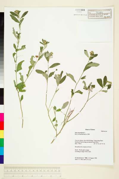 中文種名:金午時花學名:Sida rhombifolia L.