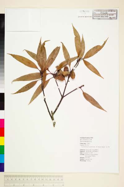 中文種名:捲斗櫟