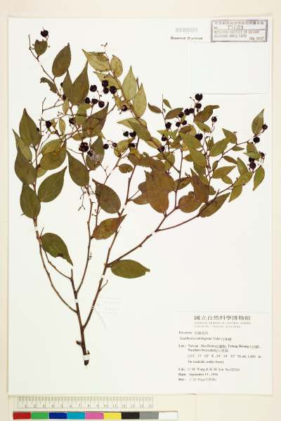 中文種名:白珠樹(冬青油樹)學名:Gaultheria cumingiana Vidal