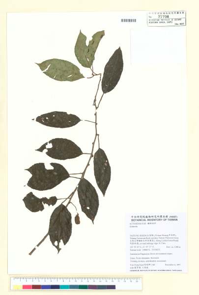 中文種名:Actinidia callosa Lindl. var. discolor C.F. Liang
