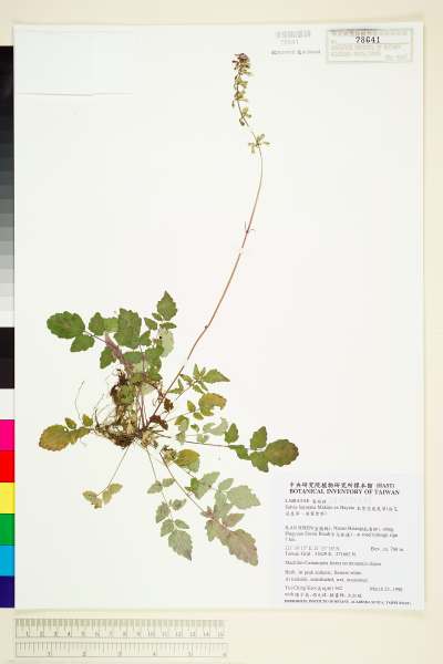 中文種名:早田氏鼠尾草(白花鼠尾草、羽葉紫參)學名:Salvia hayatana Makino ex Hayata