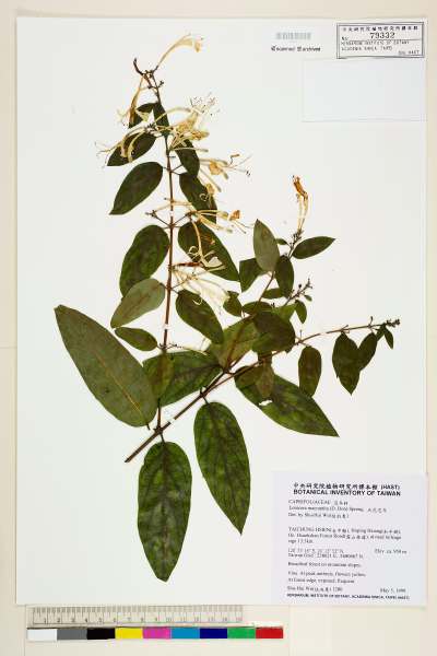 中文種名:大花忍冬學名:Lonicera macrantha (D. Don) Spreng.