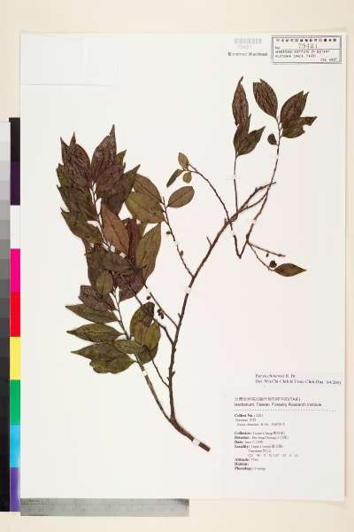 中文種名:米碎柃木學名:Eurya chinensis R. Br.