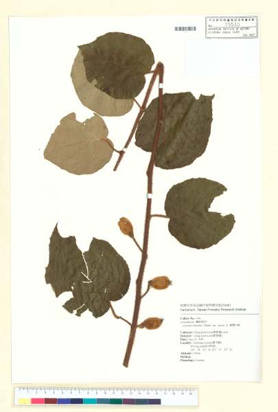 中文種名:Actinidia setosa (H. L. Li) C. F. Liang & A. R. Ferguson