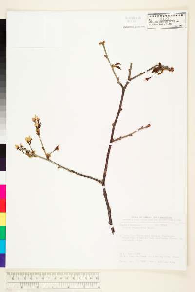 中文種名:山櫻花(緋櫻、山櫻桃)學名:Prunus campanulata Maxim.
