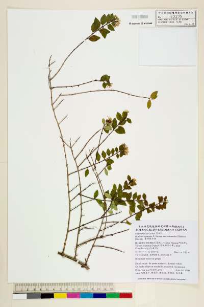 中文種名:臺灣糯米條學名:Abelia chinensis R. Brown var. ionandra (Hayata) Masam.