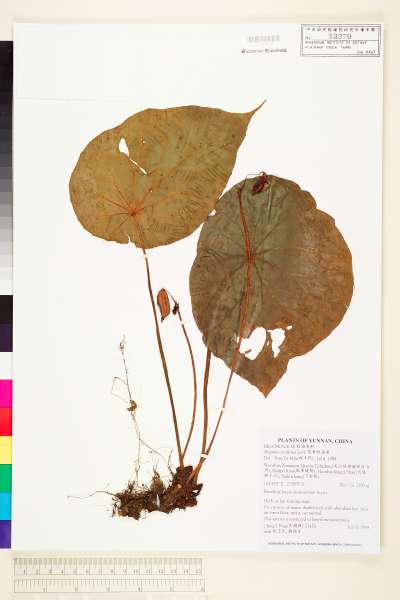 中文種名:昌感秋海棠(盾葉秋海棠)學名:Begonia cavaleriei H. L?v.