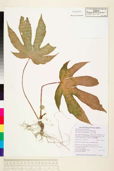 中文種名:圓翅秋海棠(薄葉秋海棠)學名:Begonia laminariae Irmsch.