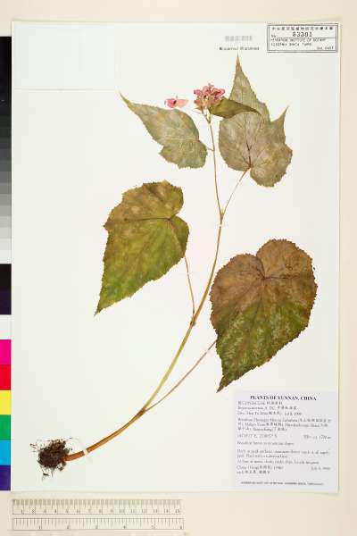 中文種名:中華秋海棠學名:Begonia sinensis A. DC.