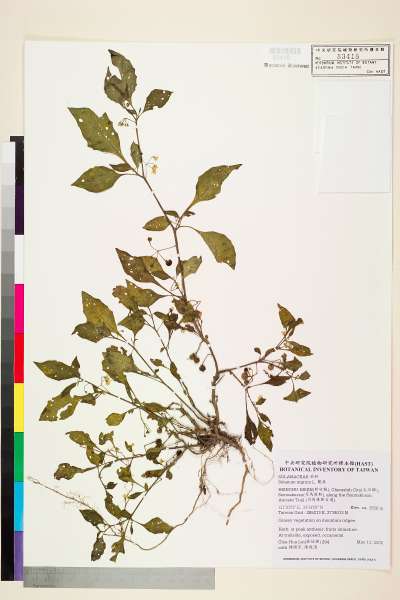 中文種名:龍葵學名:Solanum nigrum L.