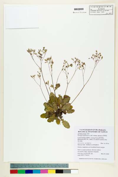 中文種名:黃鵪菜學名:Youngia japonica (L.) DC. subsp. japonica