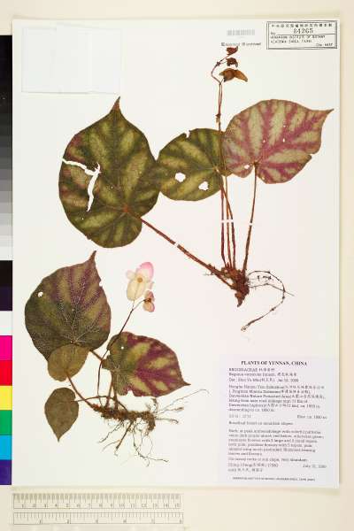 中文種名:變色秋海棠學名:Begonia versicolor Irmsch.