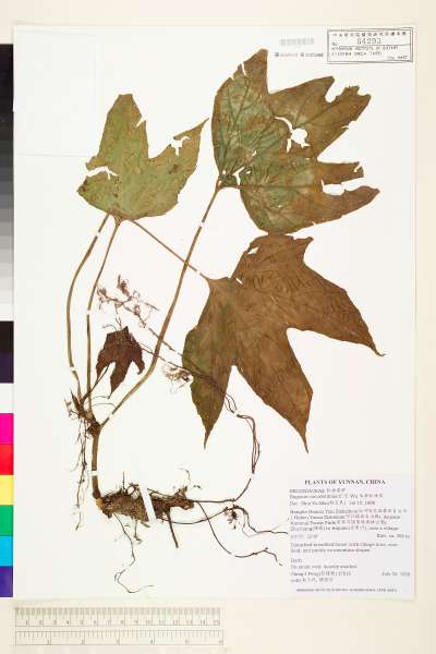 中文種名:瓜葉秋海棠學名:Begonia cucurbitifolia C. Y. Wu