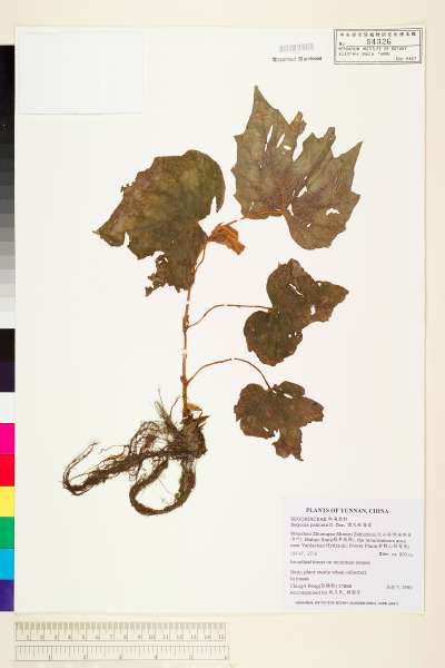 中文種名:裂葉秋海棠學名:Begonia palmata D. Don
