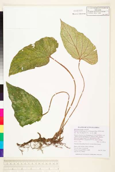 中文種名:角果秋海棠學名:Begonia ceratocarpa S. H. Huang & Y. M. Shui