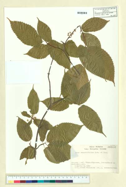 中文種名:Acer carpinifolium Siebold & Zucc.