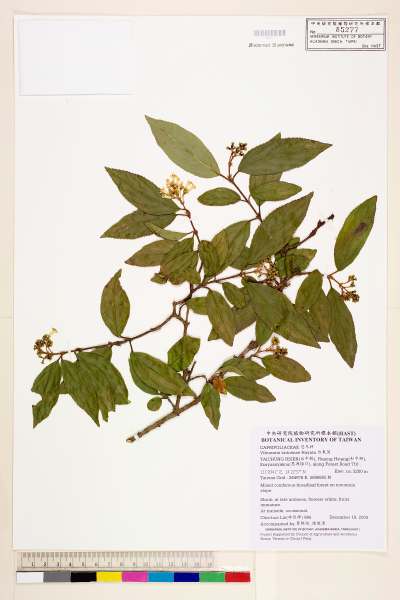 中文種名:台東莢蒾學名:Viburnum taitoense Hayata