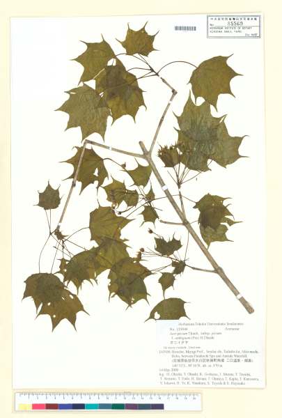 中文種名:Acer pictum Thunb. subsp. pictum fo. ambiguum (Pax) H. Ohash