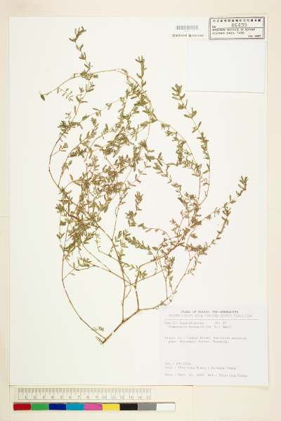 中文種名:斑地錦學名:Chamaesyce maculata (L.) Small