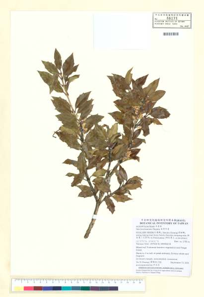 中文種名:異葉木犀學名:Osmanthus heterophyllus (G. Don) P. S. Green