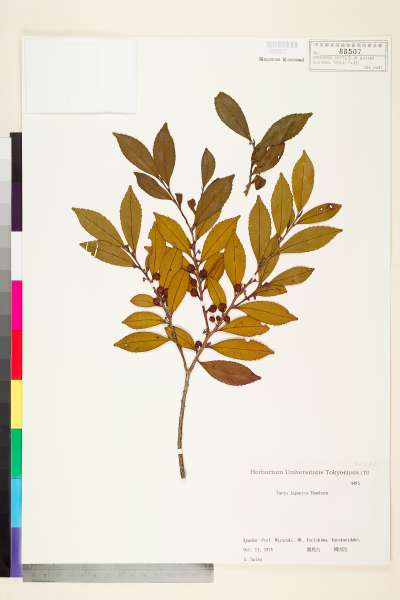 中文種名:柃木學名:Eurya japonica Thunb.