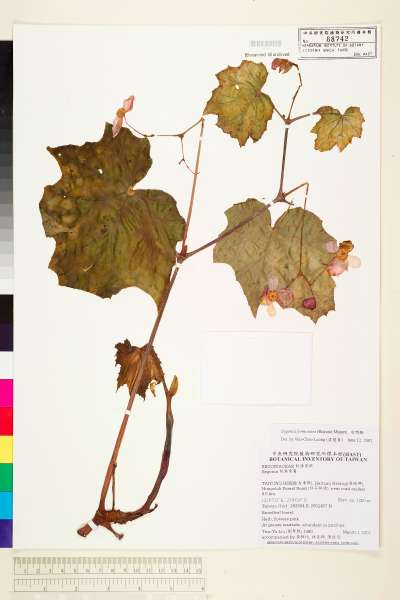 中文種名:水鴨腳學名:Begonia formosana (Hayata) Masam.