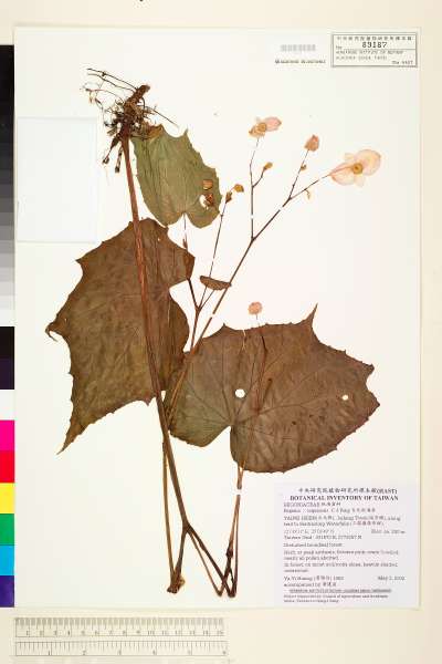 中文種名:台北秋海棠學名:Begonia ×taipeiensis C. I Peng