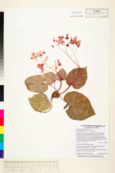中文種名:心葉秋海棠學名:Begonia labordei Levl.