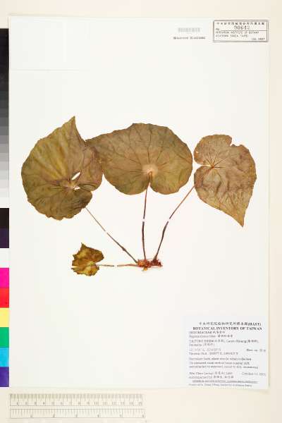 中文種名:蘭嶼秋海棠學名:Begonia fenicis Merr.