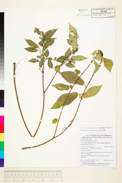 中文種名:菱葉濱榕學名:Ficus tannoensis Hayata f. rhombifolia Hayata