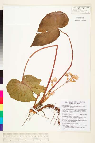 中文種名:紅毛北越秋海棠學名:Begonia balansana Gagnep. var. rubropilosa S. H. Huang & Y. M. Shui