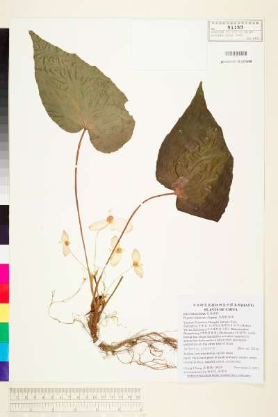 中文種名:北越秋海棠學名:Begonia balansana Gagnep.
