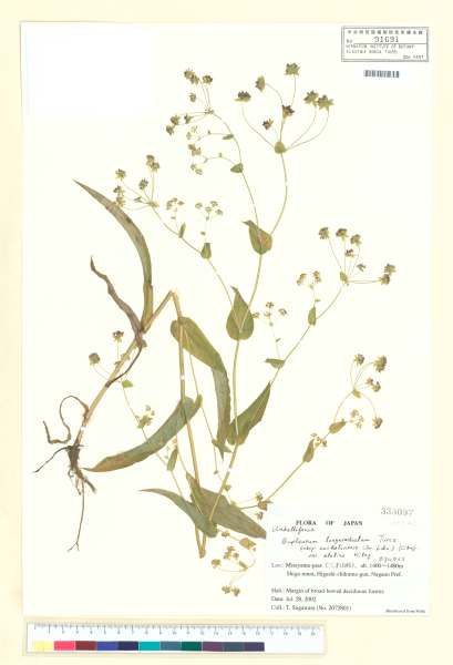 中文種名:Bupleurum longiradiatum Turcz var. breviradiatum F. Schmidt