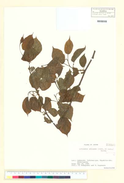 中文種名:Actinidia polygama (Siebold & Zucc.) Planch. ex Maxim.