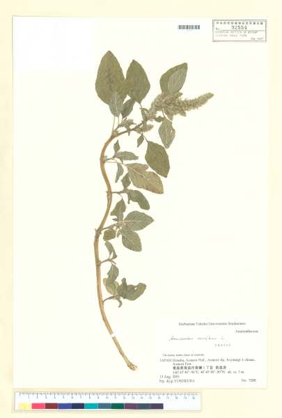 中文種名:Amaranthus retroflexus Linn.