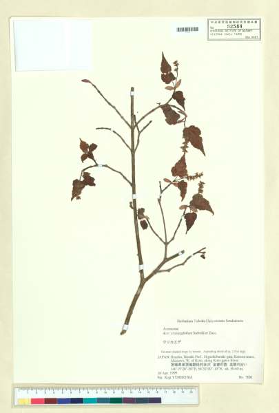 中文種名:Acer crataegifolium Siebold & Zucc.