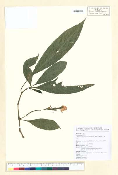 中文種名:長穗馬藍學名:Semnostachya longespicata (Hayata) C. F. Hsieh & T. C. Huang