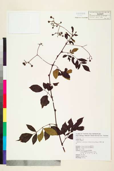中文種名:廣東山葡萄學名:Ampelopsis cantoniensis (Hook. & Arn.) Planch.