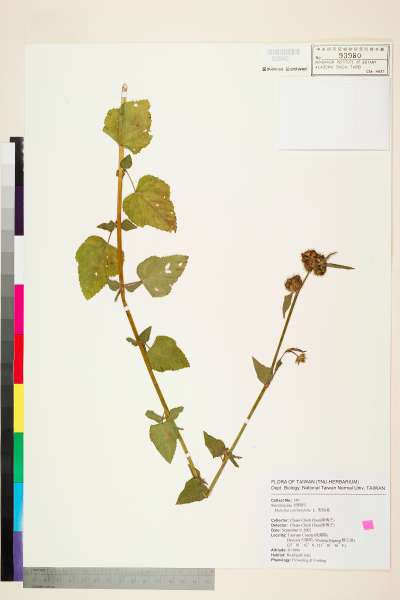 中文種名:野路葵學名:Melochia corchorifolia L.