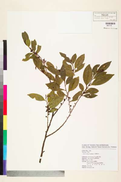 中文種名:光葉柃木學名:Eurya nitida Korthals