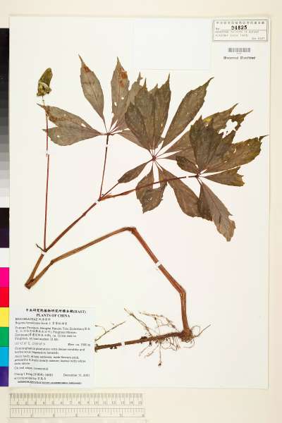 中文種名:掌葉秋海棠學名:Begonia hemsleyana Hook. f.