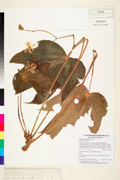 中文種名:四裂秋海棠學名:Begonia tetralobata Y. M. Shui