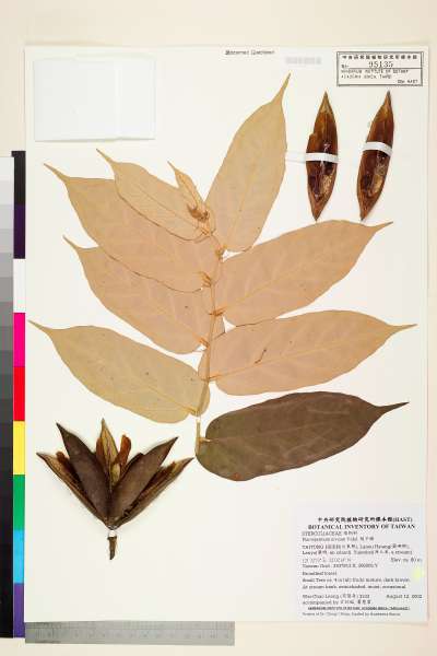中文種名:翅子樹學名:Pterospermum niveum Vidal.