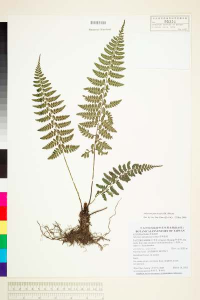 中文種名:Athyrium puncticaule (Bl.) Moore